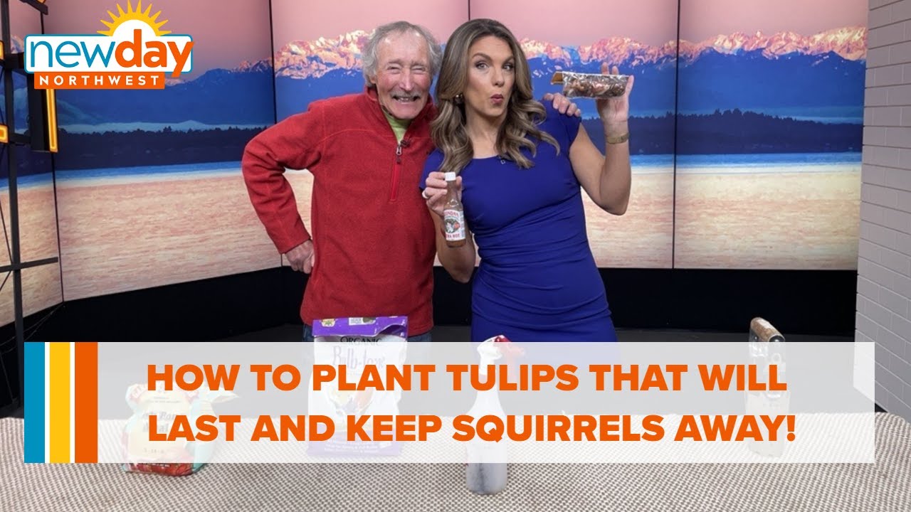 How To Plant Tulips That Will Last And Keep Squirrels Away From Them! – New Day Nw