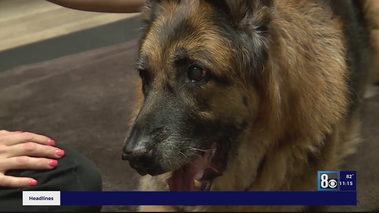 Las Vegas Animal Hospital Offers Acupuncture For Pets For Variety Of Conditions