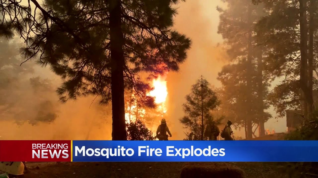 Mosquito Fire Update: California Wildfires Has Burned Nearly 30,000 Acres