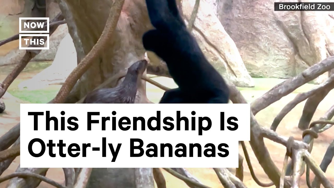 Otter Befriends An Ape At Chicago’s Brookfield Zoo
