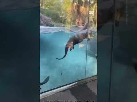 Otters Swim In Synchronized Loops To Greet Zoo Keeper 🦦