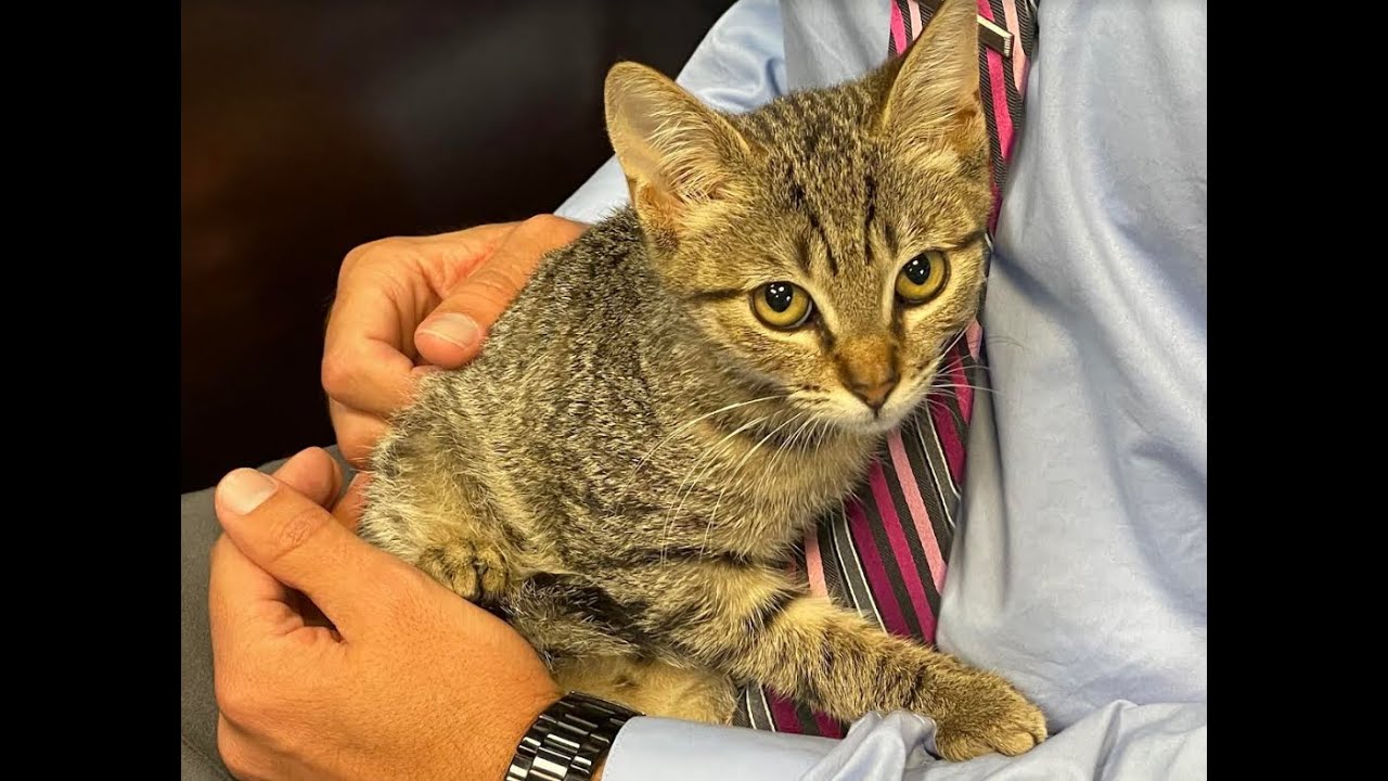 Pet Of The Week: Remy