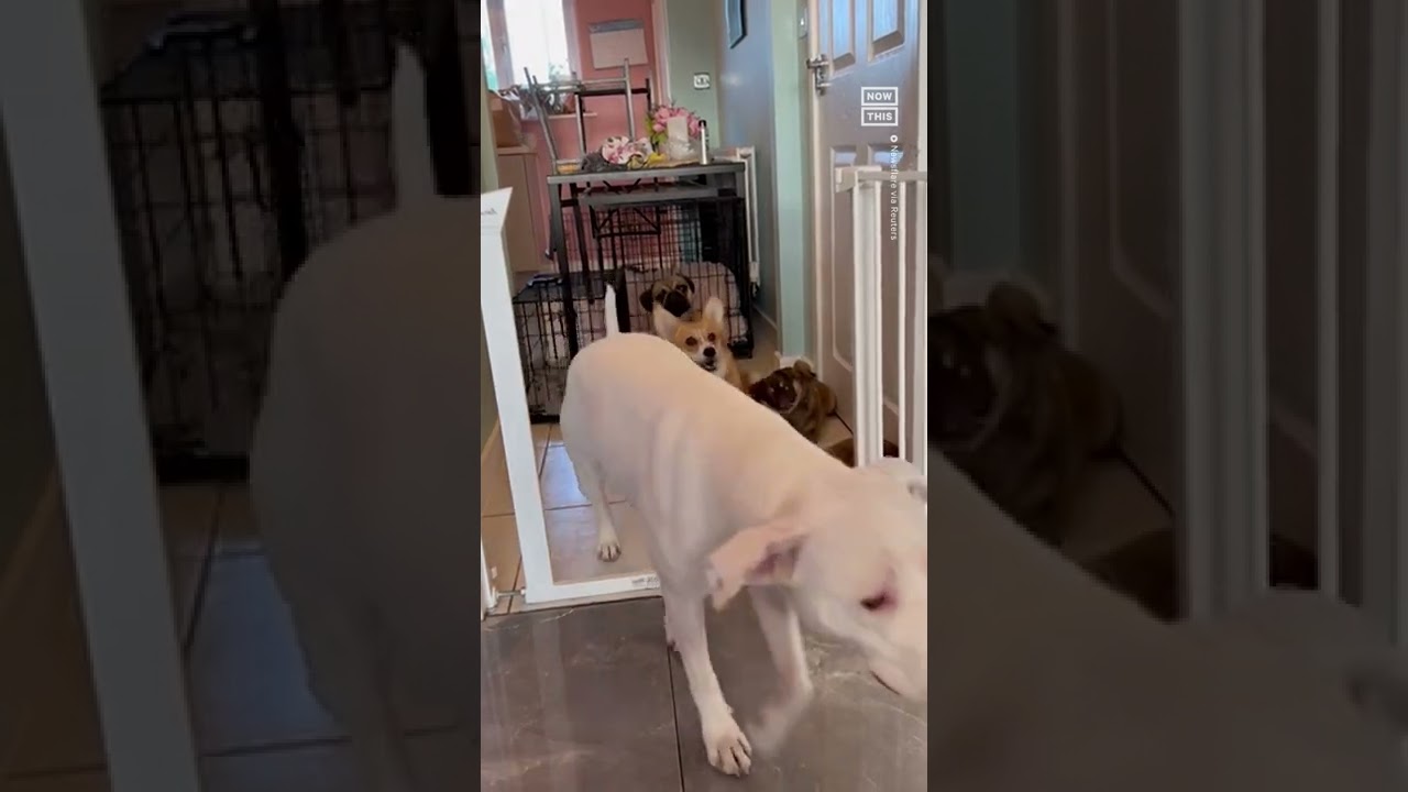 Pups Show Off Good Behavior In ‘dog Pack Gate Challenge’