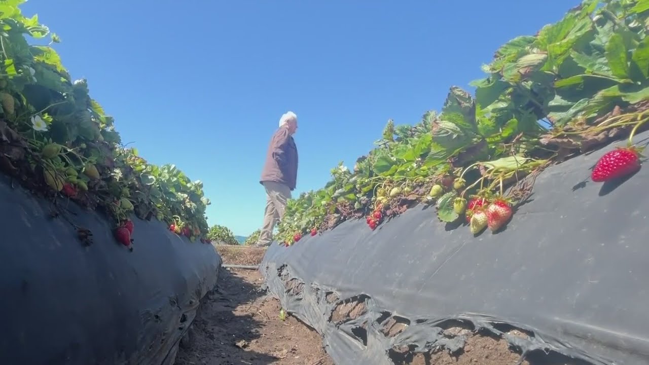 Rain Ruins Some Bay Area Strawberries, But Lays Foundation For Another Bumper Crop