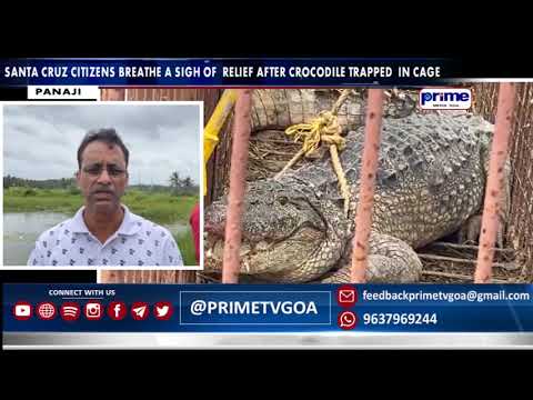 Santa Cruz Citizens Breathe A Sigh Of Relief After Crocodile Trapped In Cage