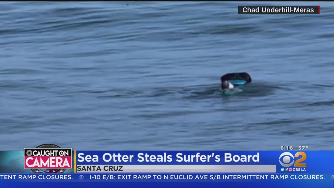 Sea Otter Lays Claim To Surfer’s Board In Santa Cruz