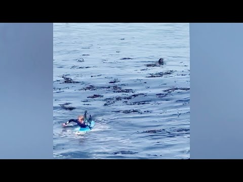 Sea Otter Steals Surfer’s Board In Santa Cruz, Won’t Give It Back