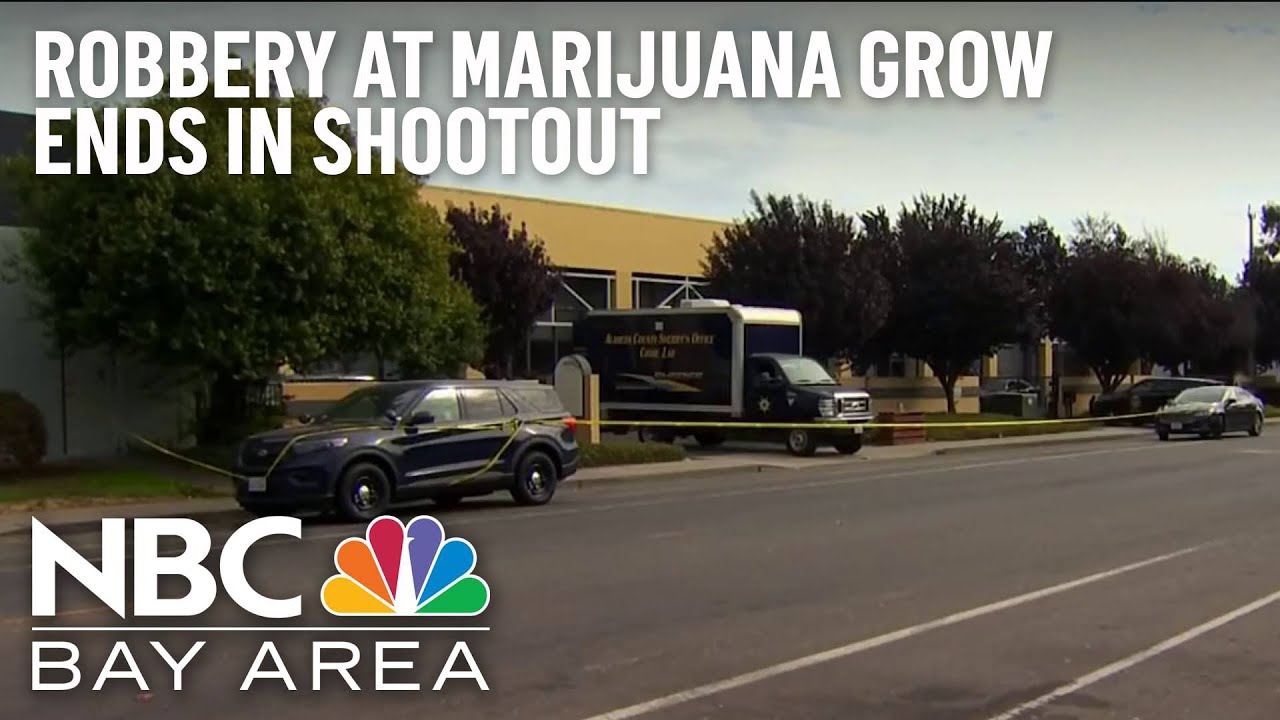 Several Injured After Shootout at San Leandro Marijuana Grow 1 Several Injured After Shootout At San Leandro Marijuana Grow