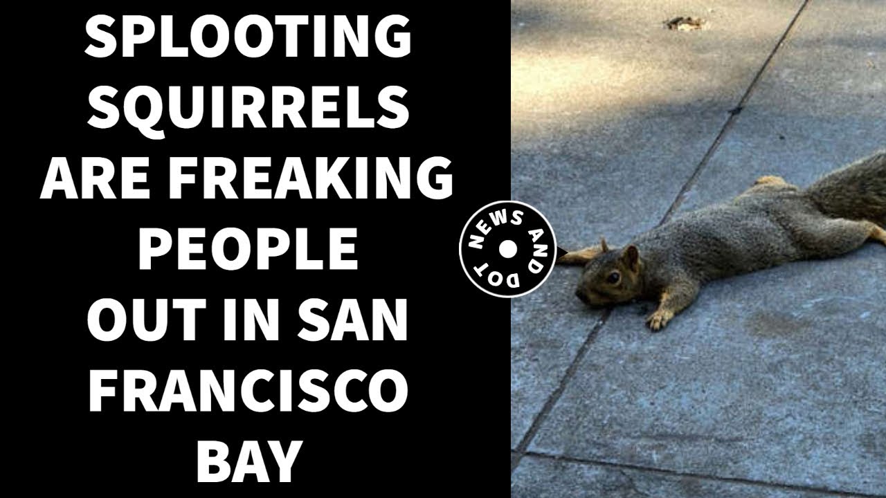 Splooting Squirrels Are Freaking People Out In San Francisco Bay – News