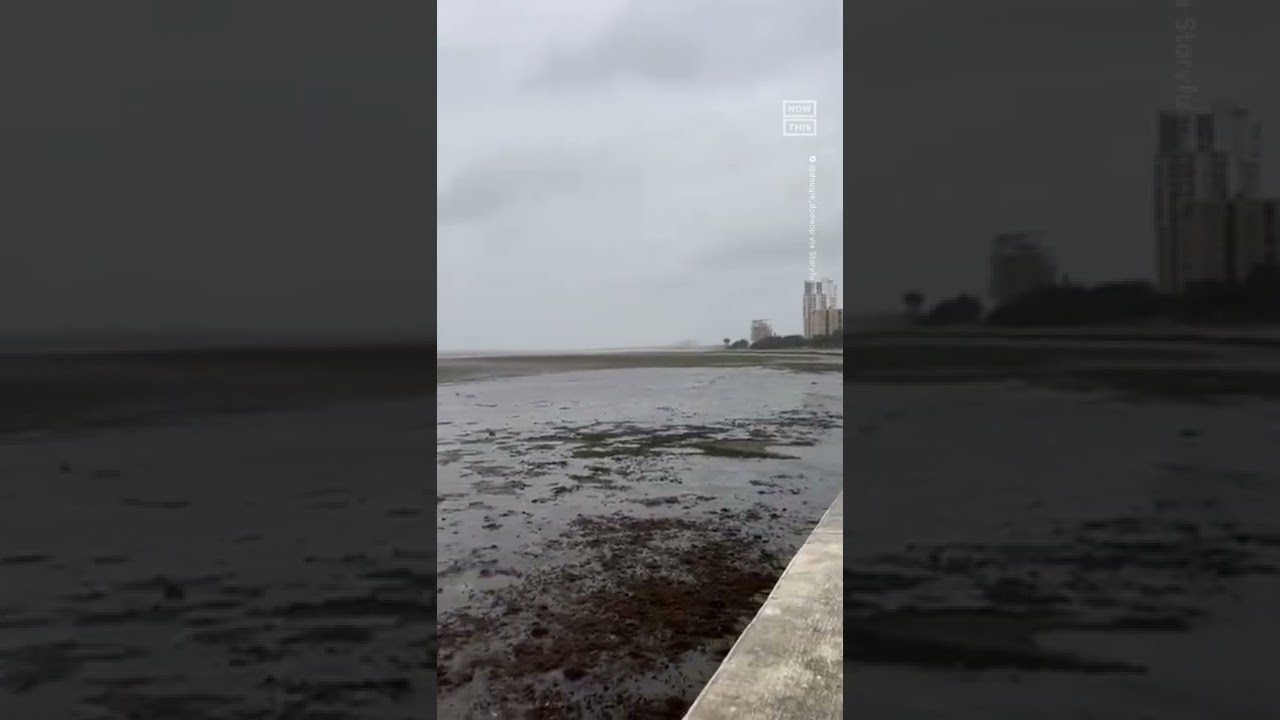 tampa bay shoreline
