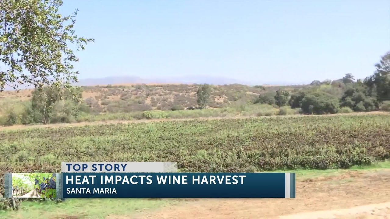 The Heatwave Is Changing The Grape Harvest In Santa Maria