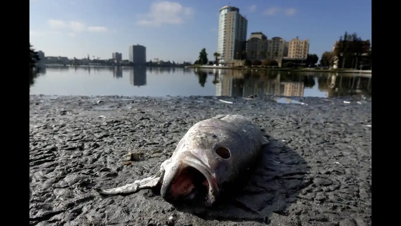 Thousands of dead fish wash up in Oakland lake to create a putrid mess 1 Thousands Of Dead Fish Wash Up In Oakland Lake To Create A Putrid Mess