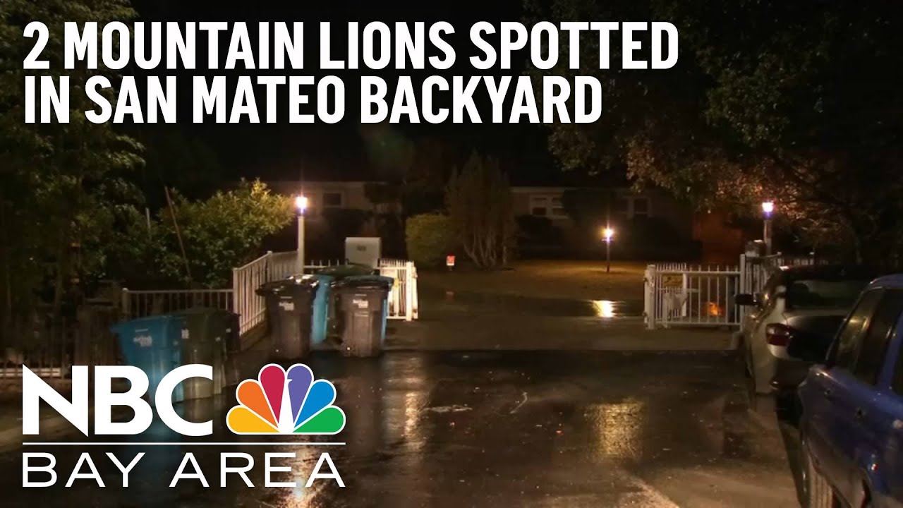 Two Mountain Lions Spotted Attacking Deer In San Mateo Backyard