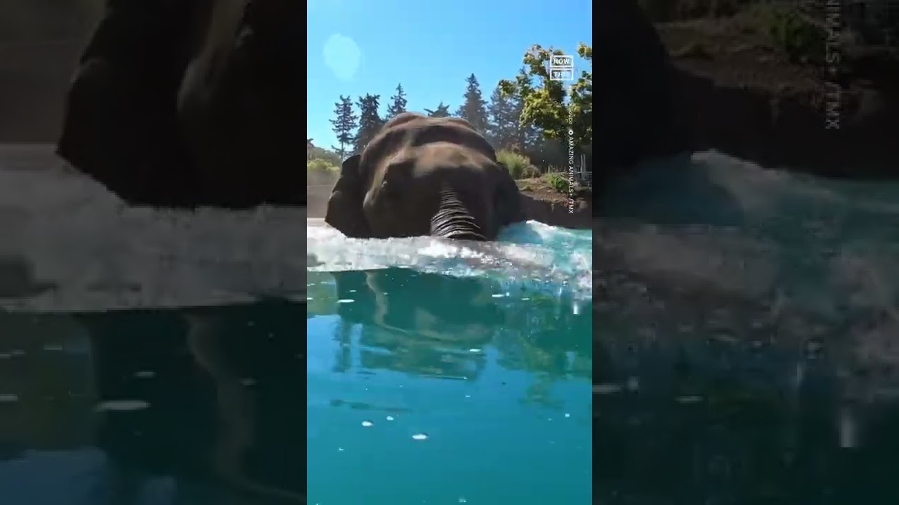 Watch This Elephant Play ‘watermelon Bowling’ At Oregon Zoo