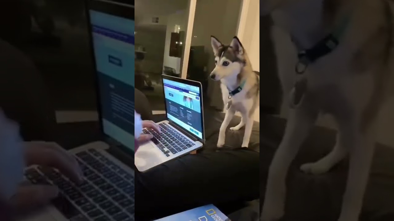 When It’s Almost The Weekend And You’re So Done With Work 🤣🎥: @sapphie The Pomsky #funnyvideos #usa