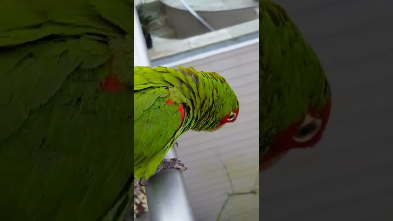 Wild Parrots Of San Francisco ~ Pt 1