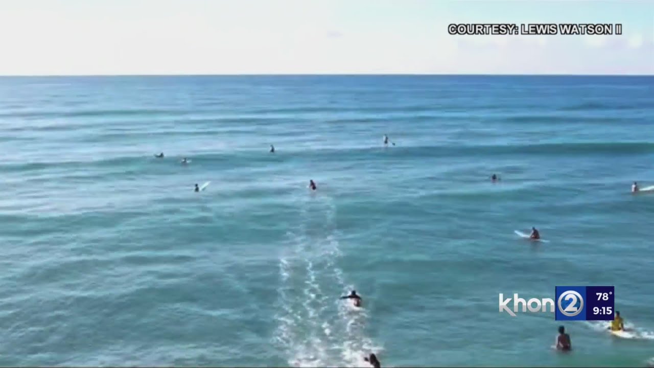 apparent large shark swims among