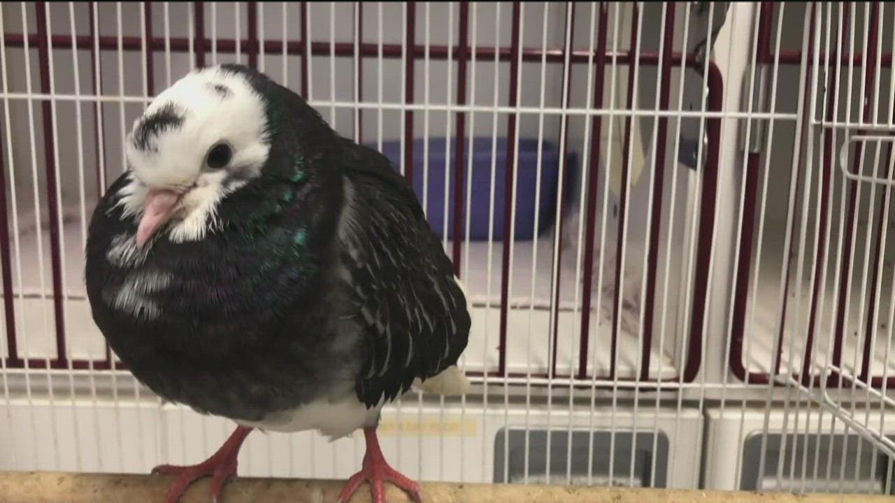 bird flu case confirmed in san d