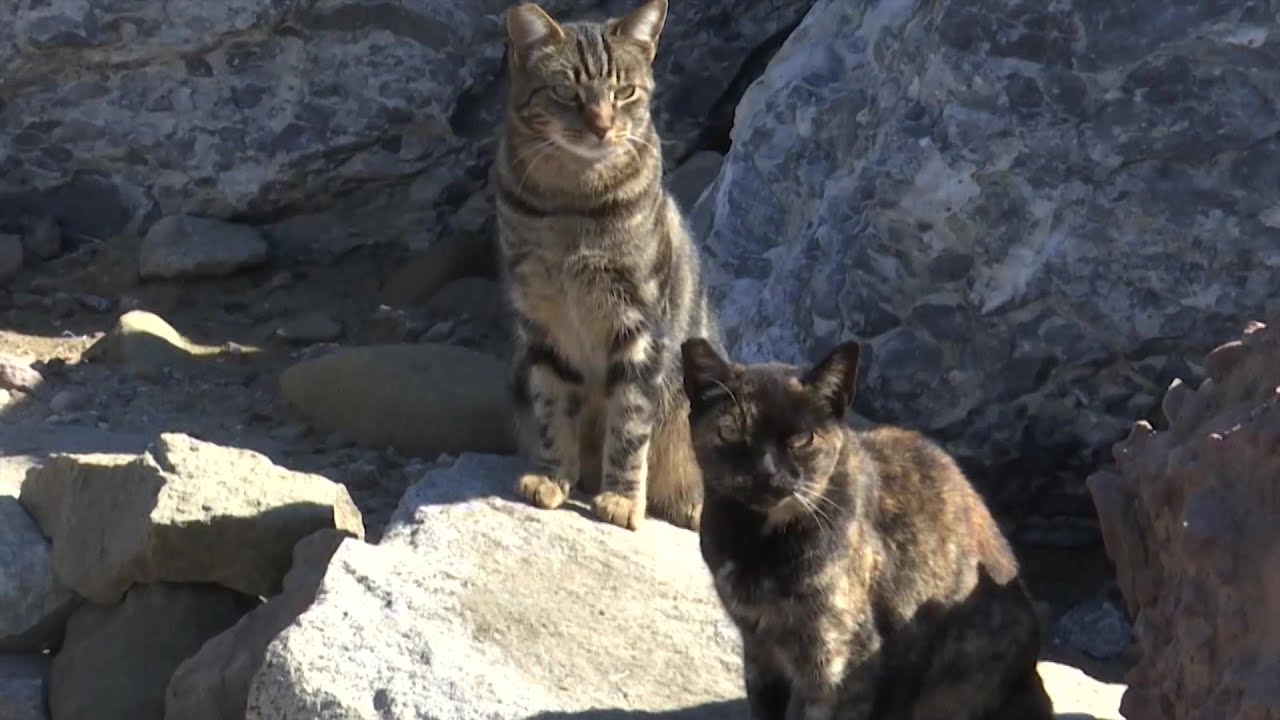 free roaming cats makes themselv