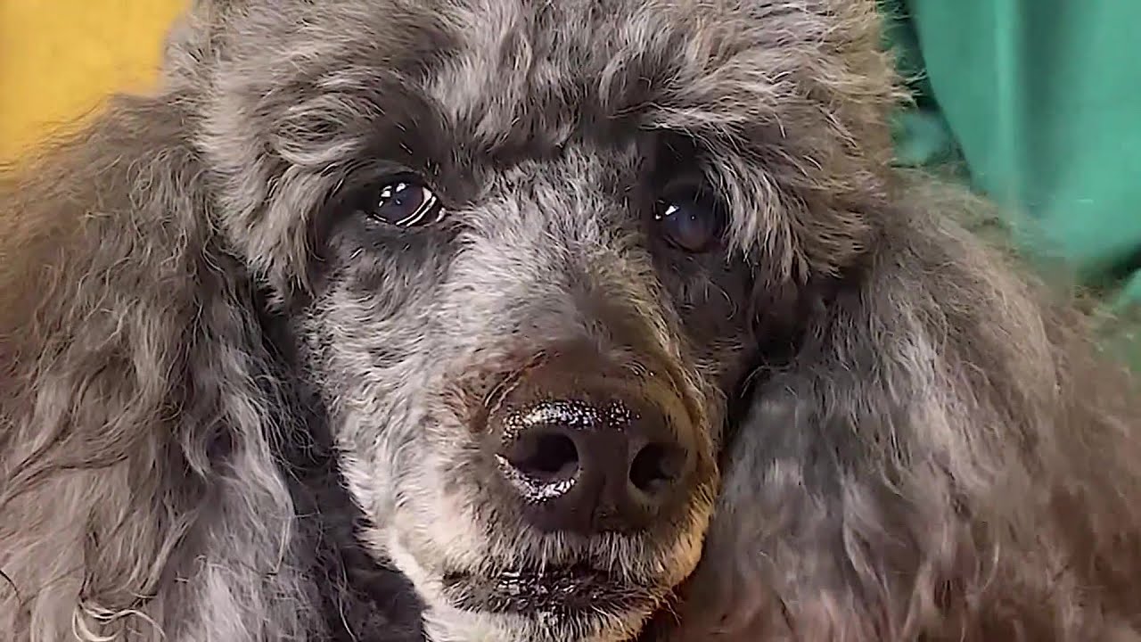 PET THERAPY | 5PM SHOW 1 pet therapy 5pm show