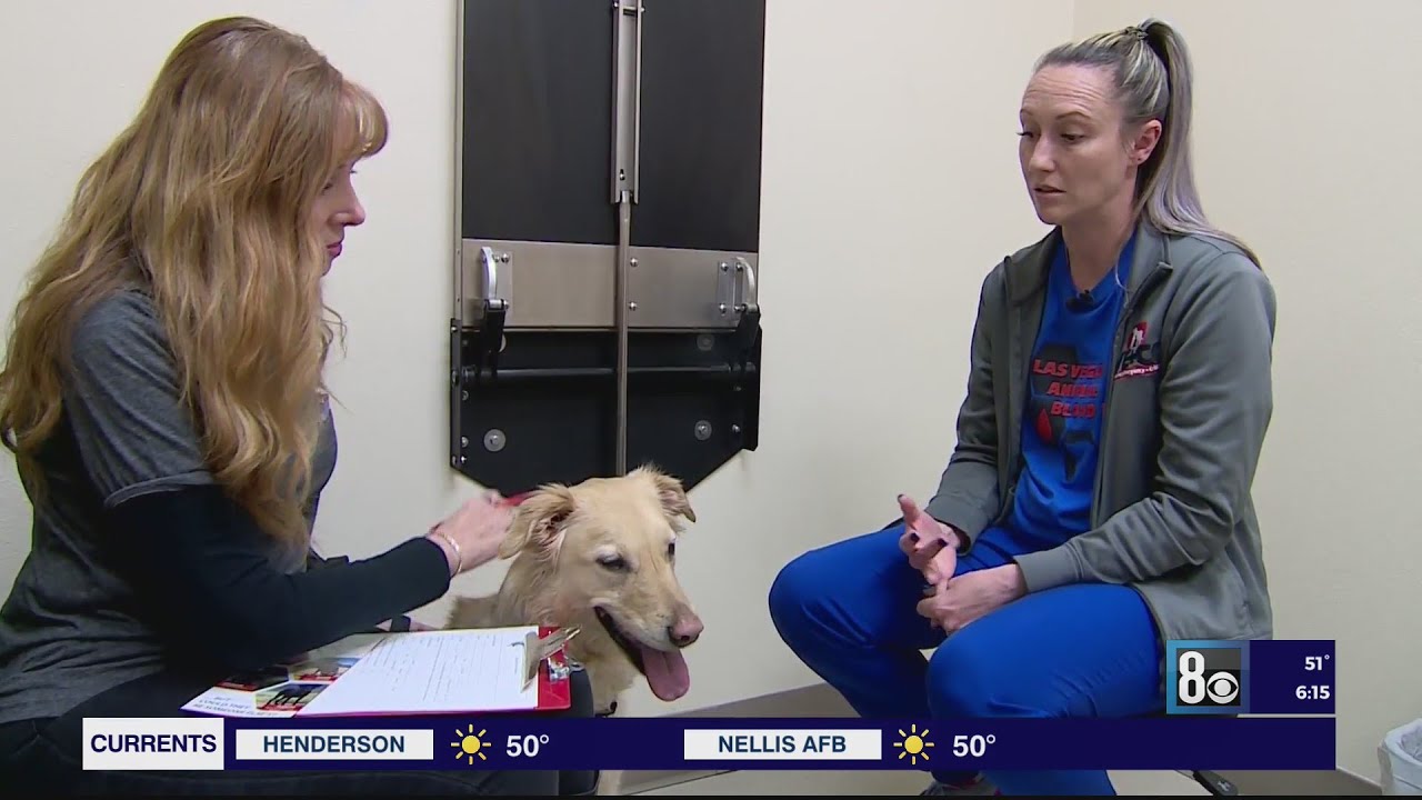 'We hope we can save another life,' Las Vegas pet blood bank in need of new donors 1 we hope we can save another life