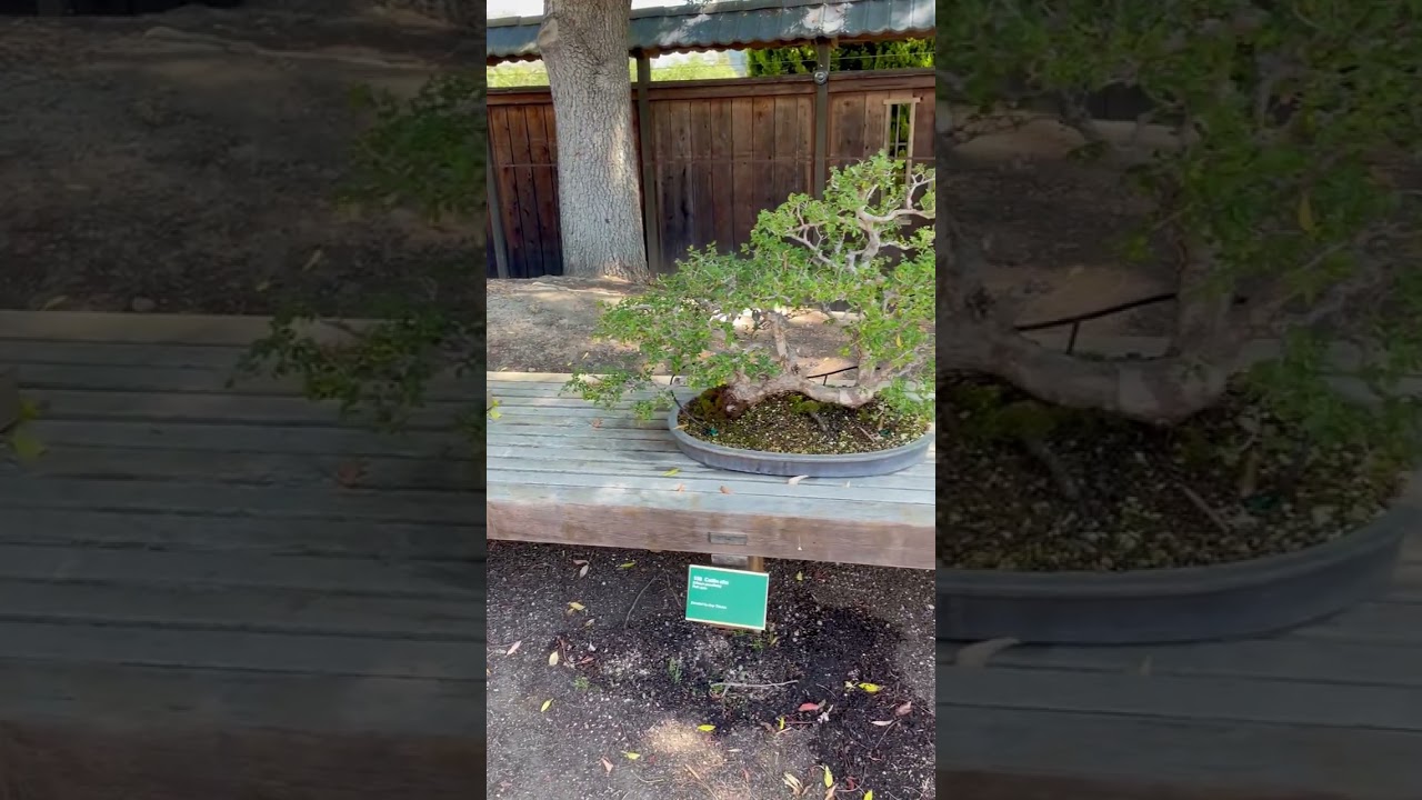 bonsai garden at lake merritt oa