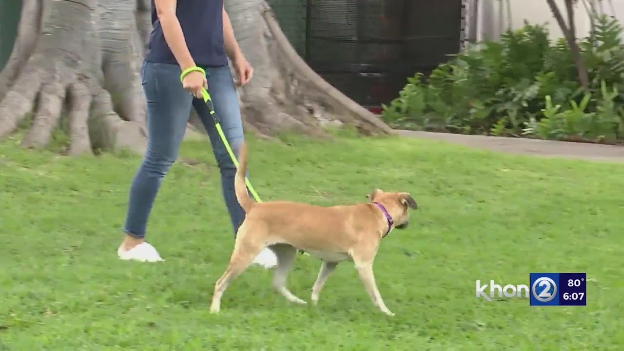 hawaiian humane society updates