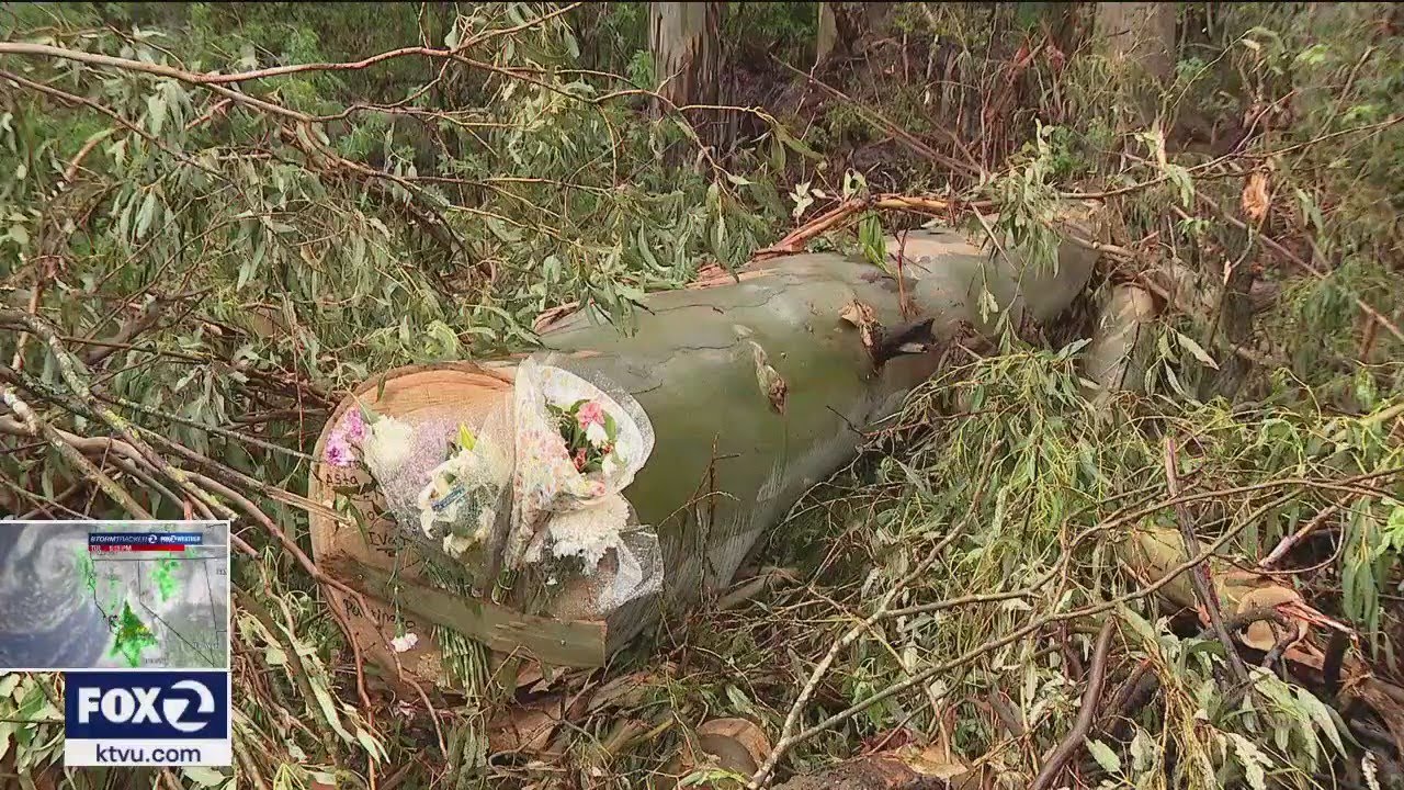 Concerns over falling trees and mudslides in Woodside 1 concerns over falling trees and