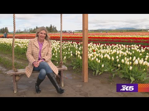 A Look At Tulip Town | Evening Full Episode