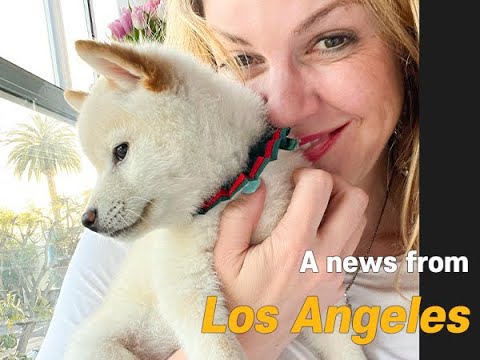 A news from Los Angeles : Our lovely Shiba Inu met new family ☺ 1 A News From Los Angeles : Our Lovely Shiba Inu Met New Family ☺