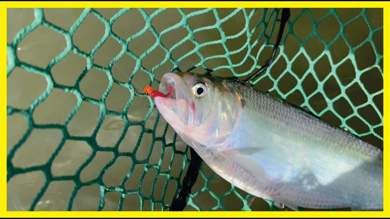 American Shad Fishing Report #shad #fishing #sacramentoriver