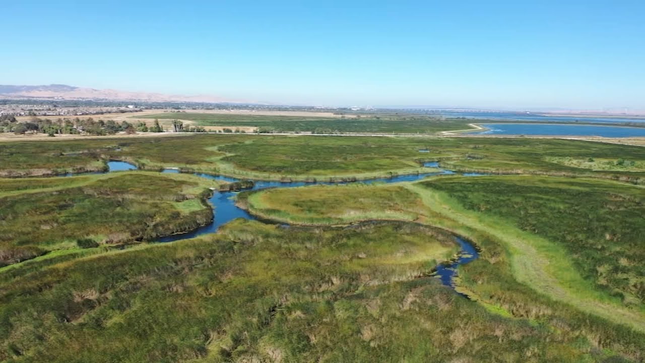 Bay Area Dutch Slough Tidal Restoration Project Creates Powerful Carbon Sink, Combats Climate Change