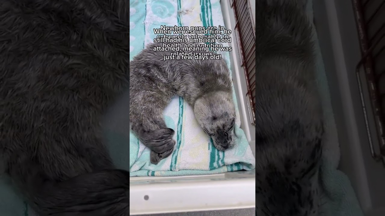 Baybee News April 2023 ❤️🦭 (marine Mammal Care Center Los Angeles On Facebook 🦭🤝🦔)