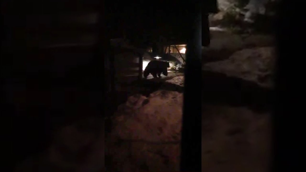 bear spotted scavenging for food