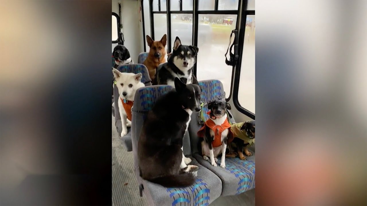 Bus Picks Up Dogs For Adventures, Girl Makes Discovery Of A Lifetime And More Uplifting News
