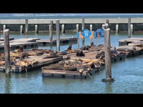 California Sea Lions Growing Bigger
