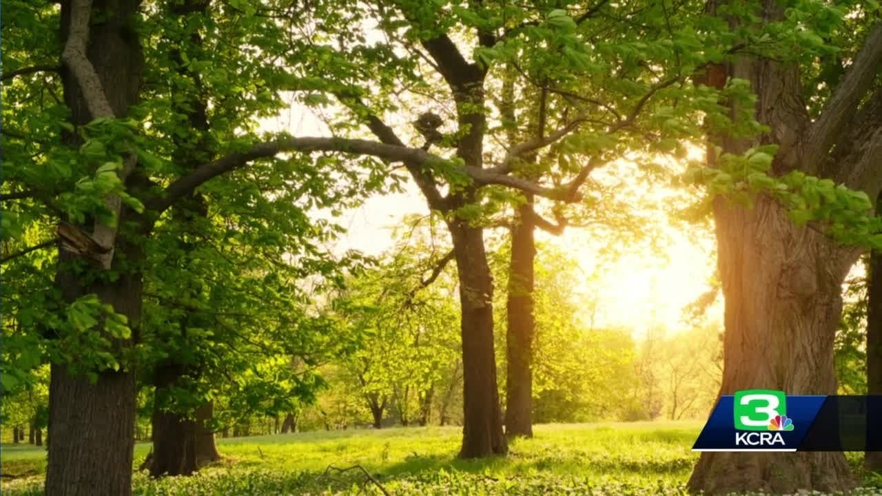 Could ‘assisted Migration’ Help Trees As Climate Change Worsens?