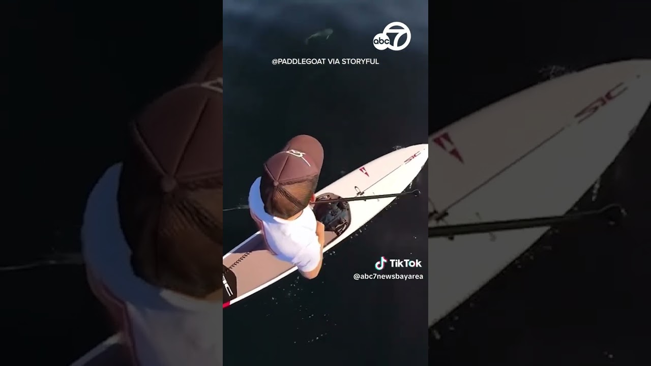 Dolphins Circle Paddleboarder In Clear California Waters