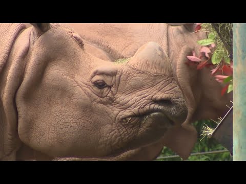 Herbivore Poop Creates Compost For Woodland Park Zoo, Your Home Garden