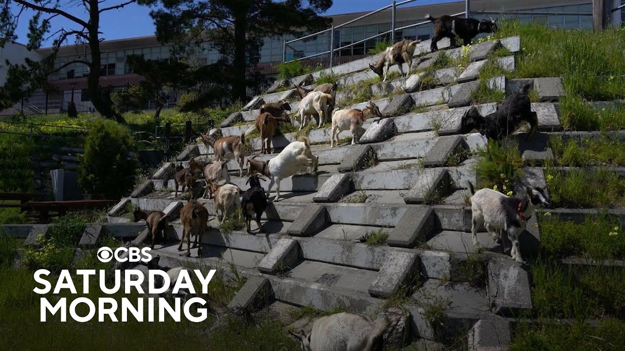 How A Herd Of California Goats Are Preventing Wildfires