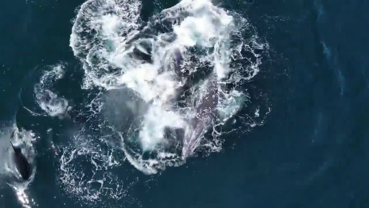 killer whales attack two gray wh