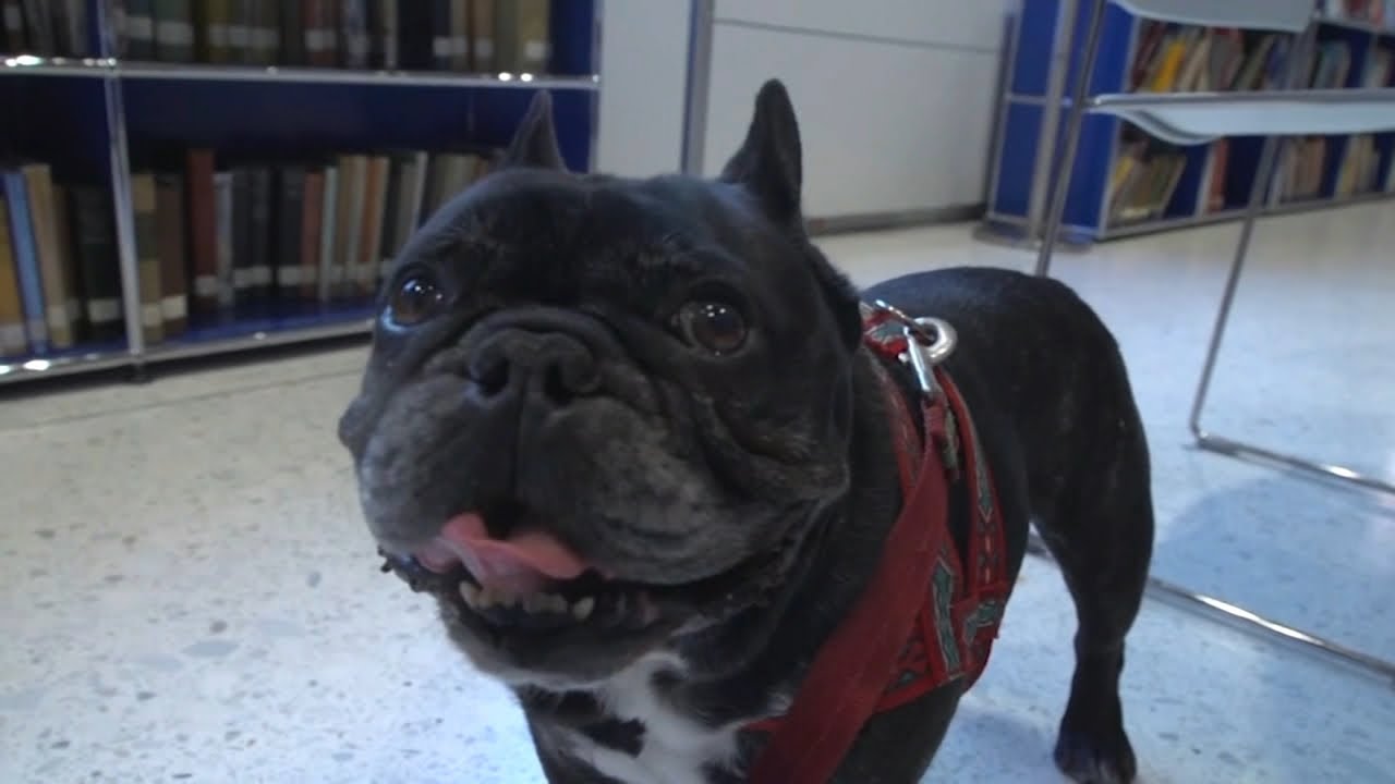 License Requirement For Dog Trainers Stymied By Intense Lobbying From American Kennel Club