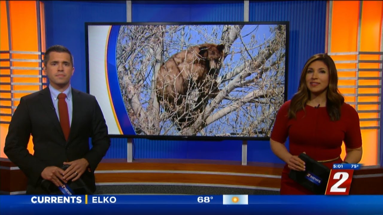 Ndow, Fire Crews Remove Bear From South Reno Neighborhood