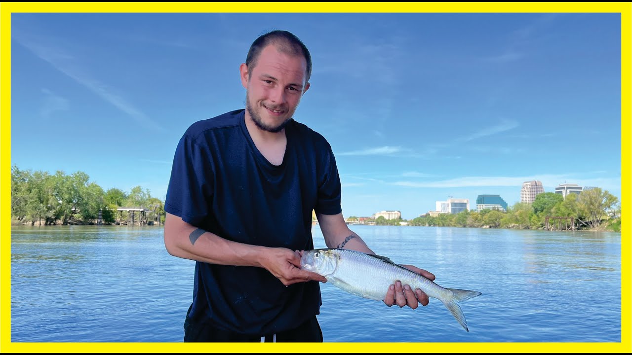 Sacramento River American Shad Fishing On Fire! #shad #fishing #sacramentoriver
