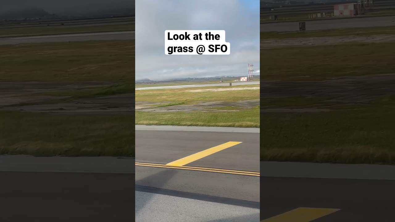 san francisco airport grass natu