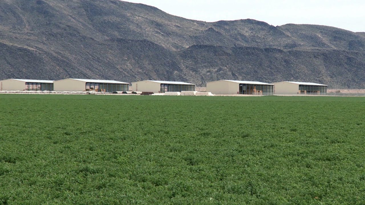 Saudi Company Draws Unlimited Arizona Ground Water For Crop Illegal To Grow In Saudi Arabia