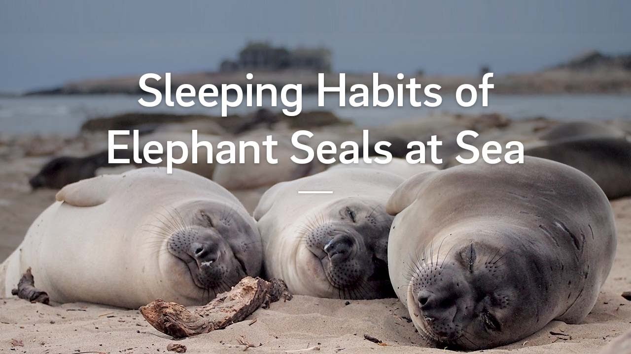 Study Reveals Sleeping Habits of Elephant Seals at Sea 1 Study Reveals Sleeping Habits Of Elephant Seals At Sea