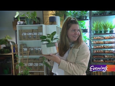 This Plant Shop In Renton Offers The Tlc Usually Reserved For Humans