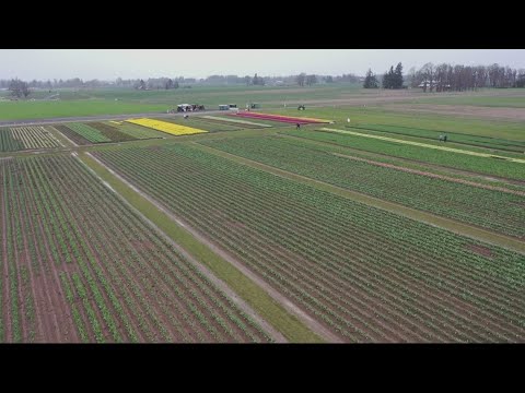 Wooden Shoe Tulip Festival In Woodburn Extended Due To Slow Start