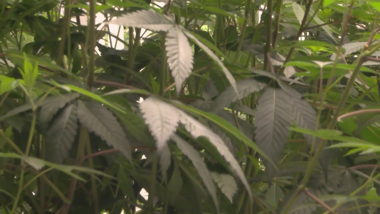'World’s Largest' marijuana distribution center opens in Woodlake 1 ‘world’s Largest’ Marijuana Distribution Center Opens In Woodlake